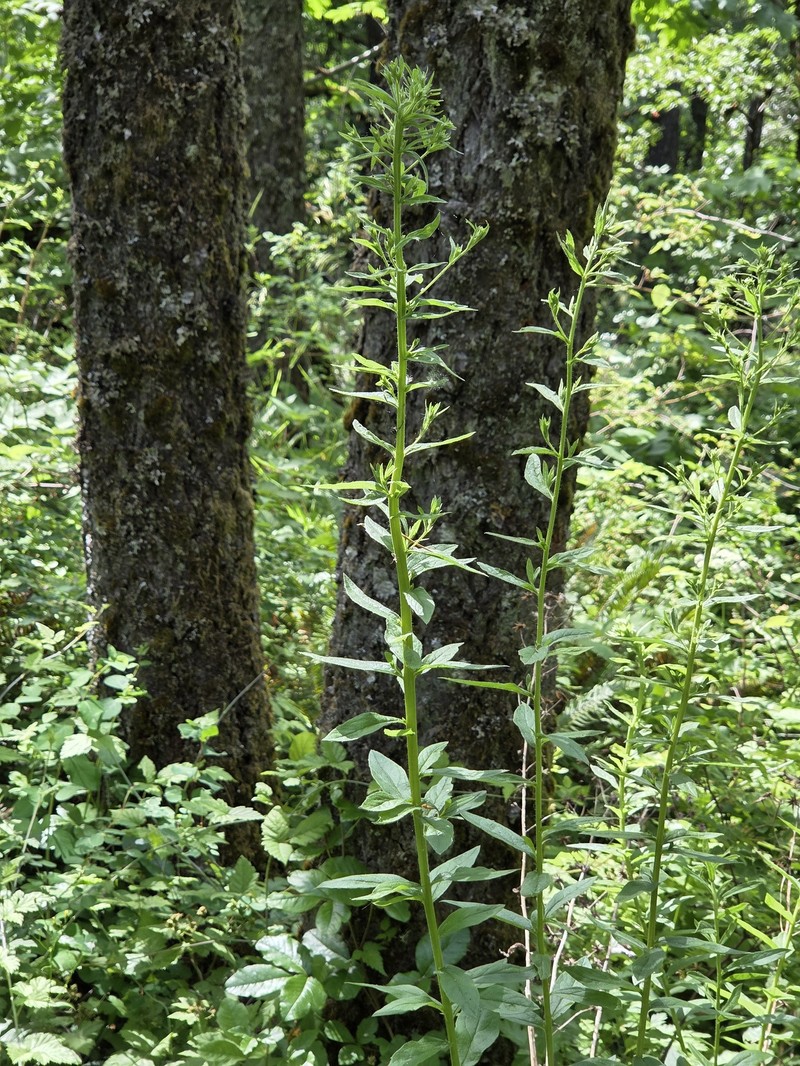 Eucephalus vialis photo 2