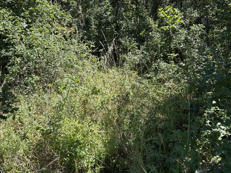 Eucephalus vialis photo 6