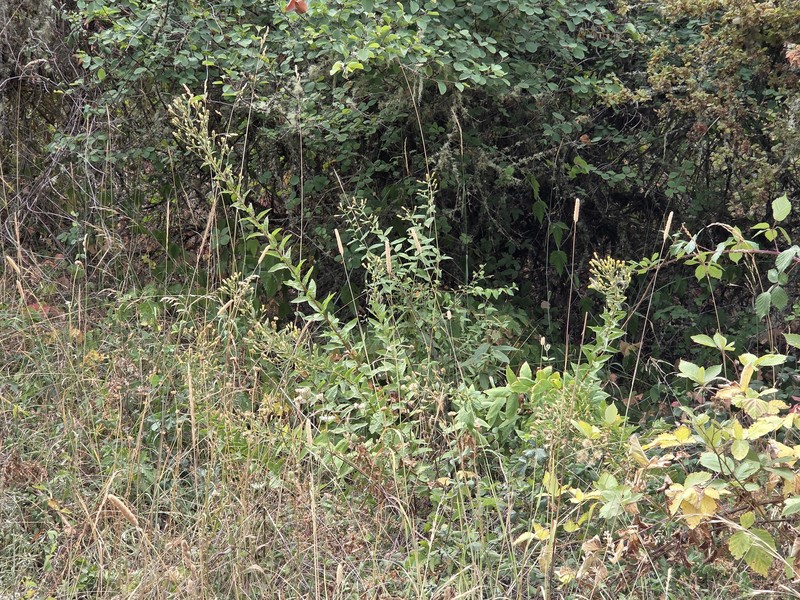 Eucephalus vialis photo 8