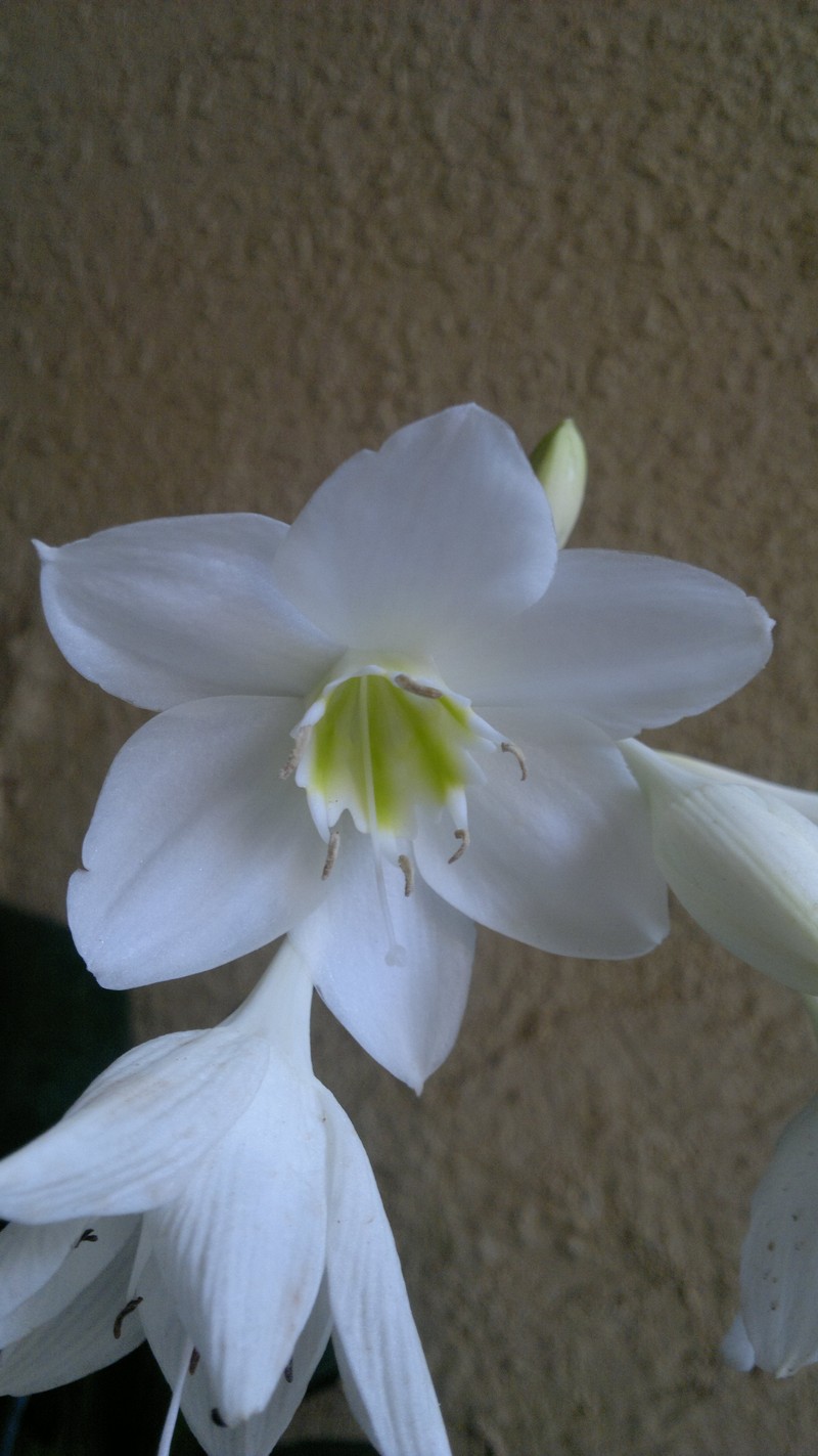 Amazonlily photo 5