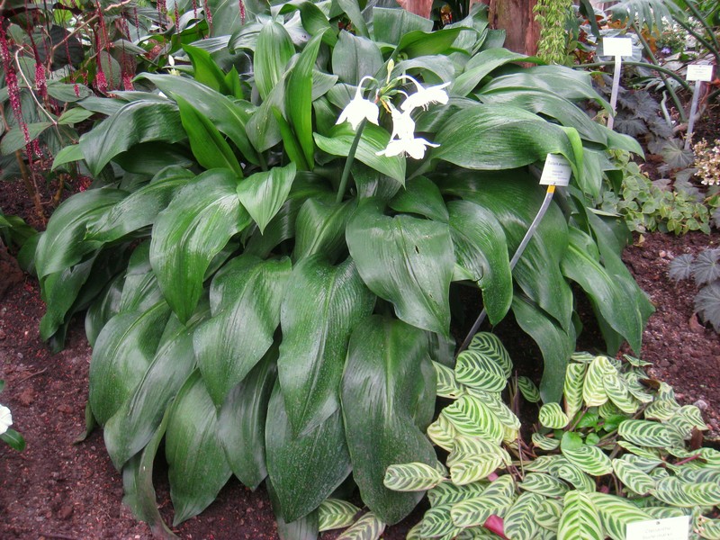 Amazonlily photo 2