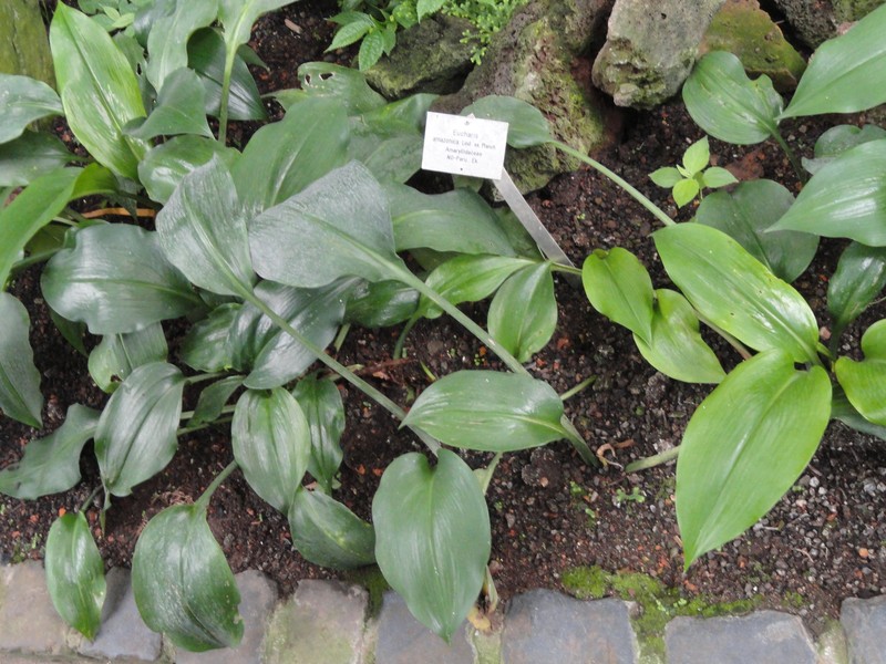 Amazonlily photo 3