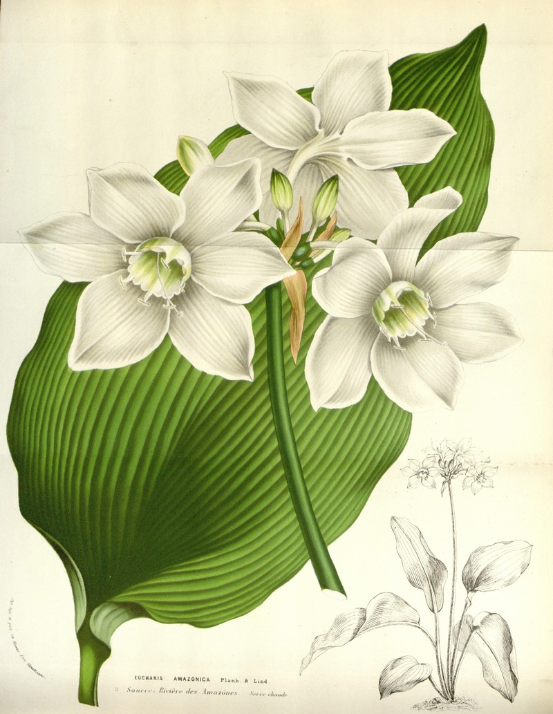 Amazonlily photo 4