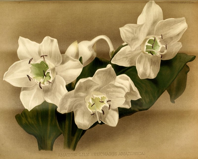 Amazonlily photo 6