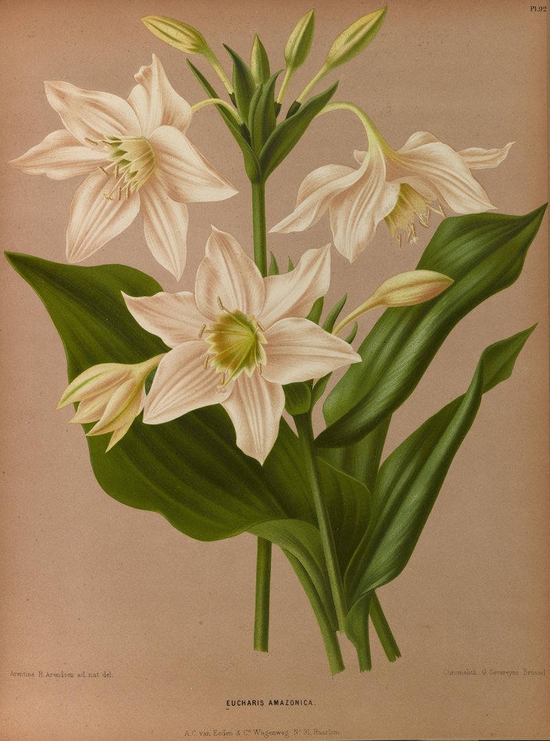 Amazonlily photo 7