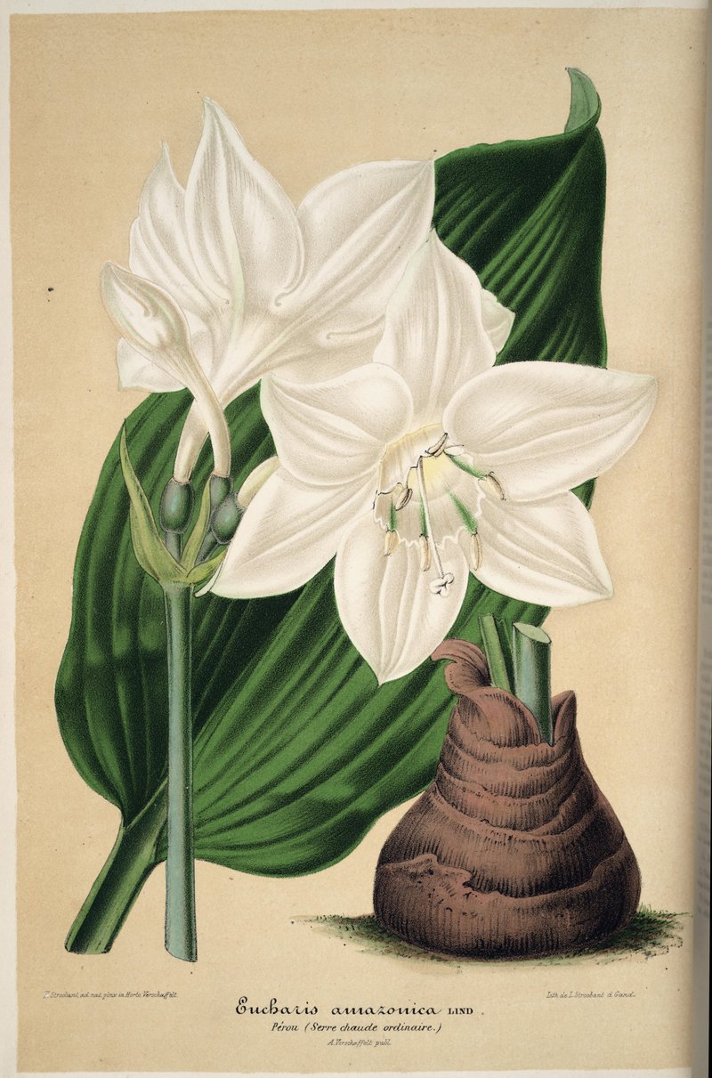 Amazonlily photo 8