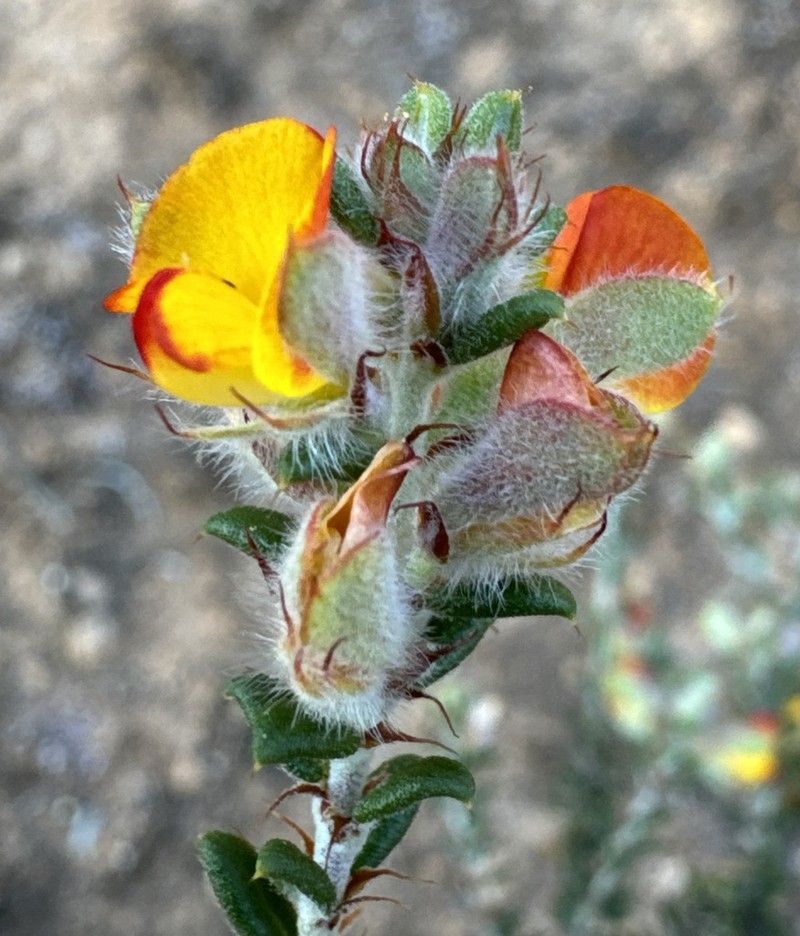 Euchilus elachistus