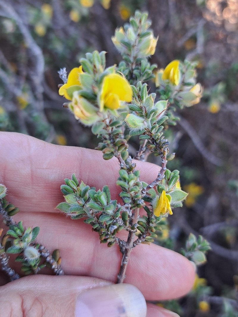 Euchilus elachistus photo 2