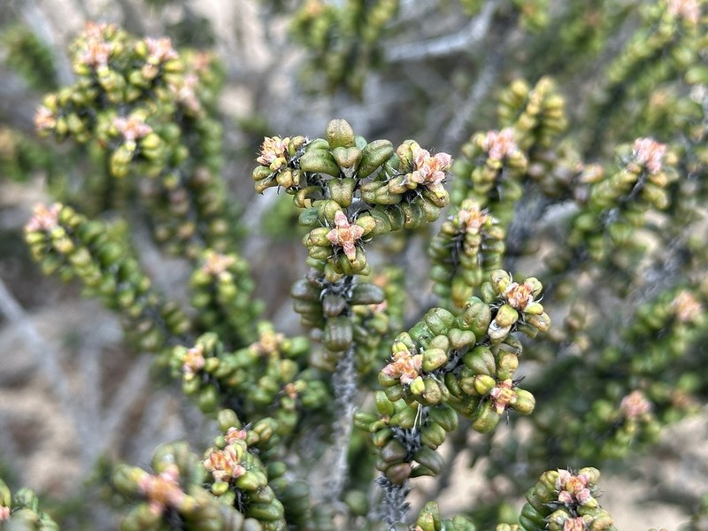 Euchilus elachistus photo 3