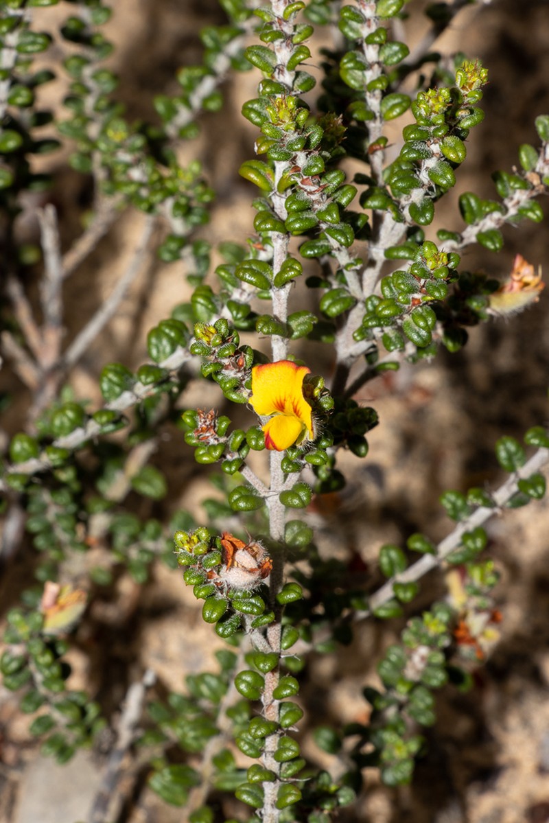 Euchilus elachistus photo 4