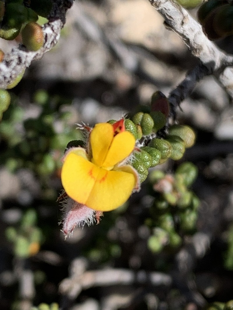 Euchilus elachistus photo 5