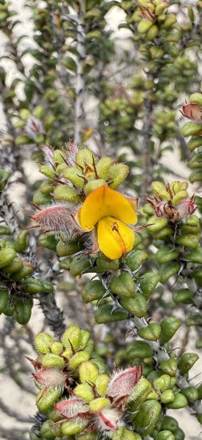 Euchilus elachistus photo 7