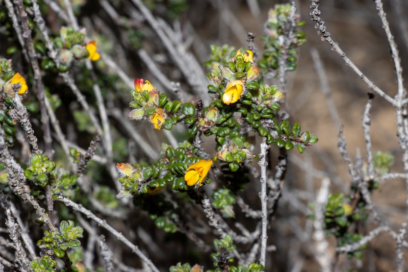 Euchilus elachistus photo 8