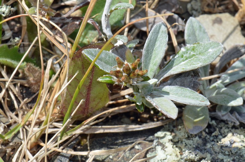 Euchiton audax