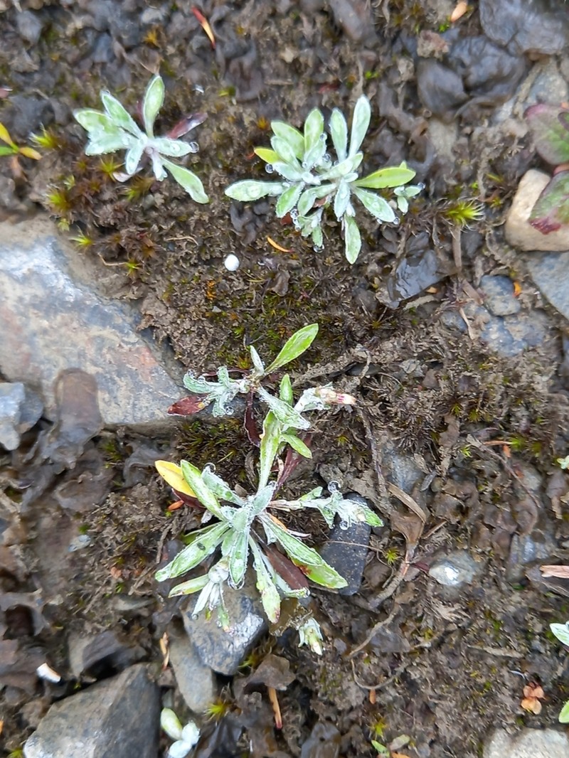 Euchiton audax photo 2