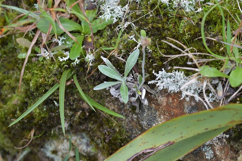 Euchiton audax photo 3