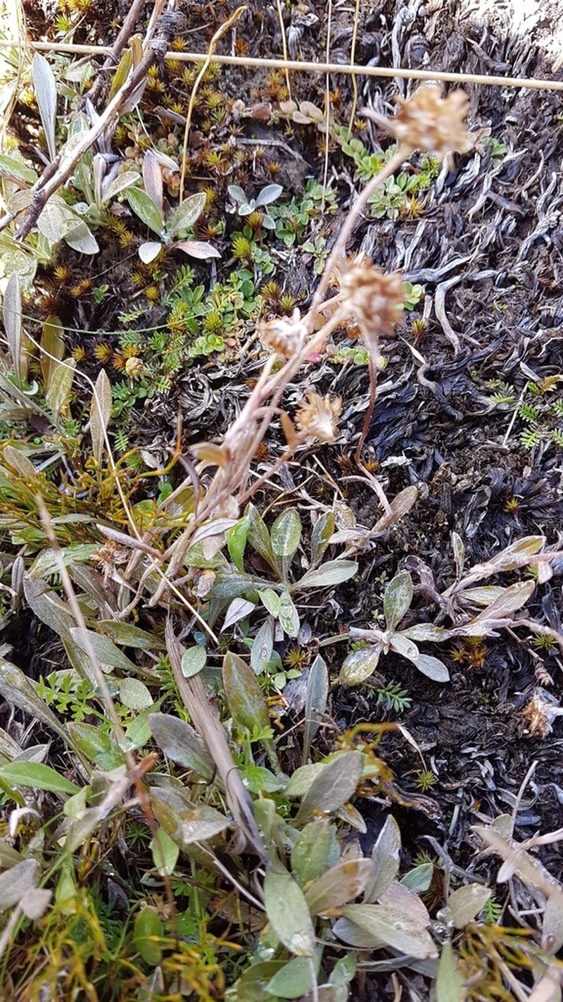 Euchiton audax photo 4