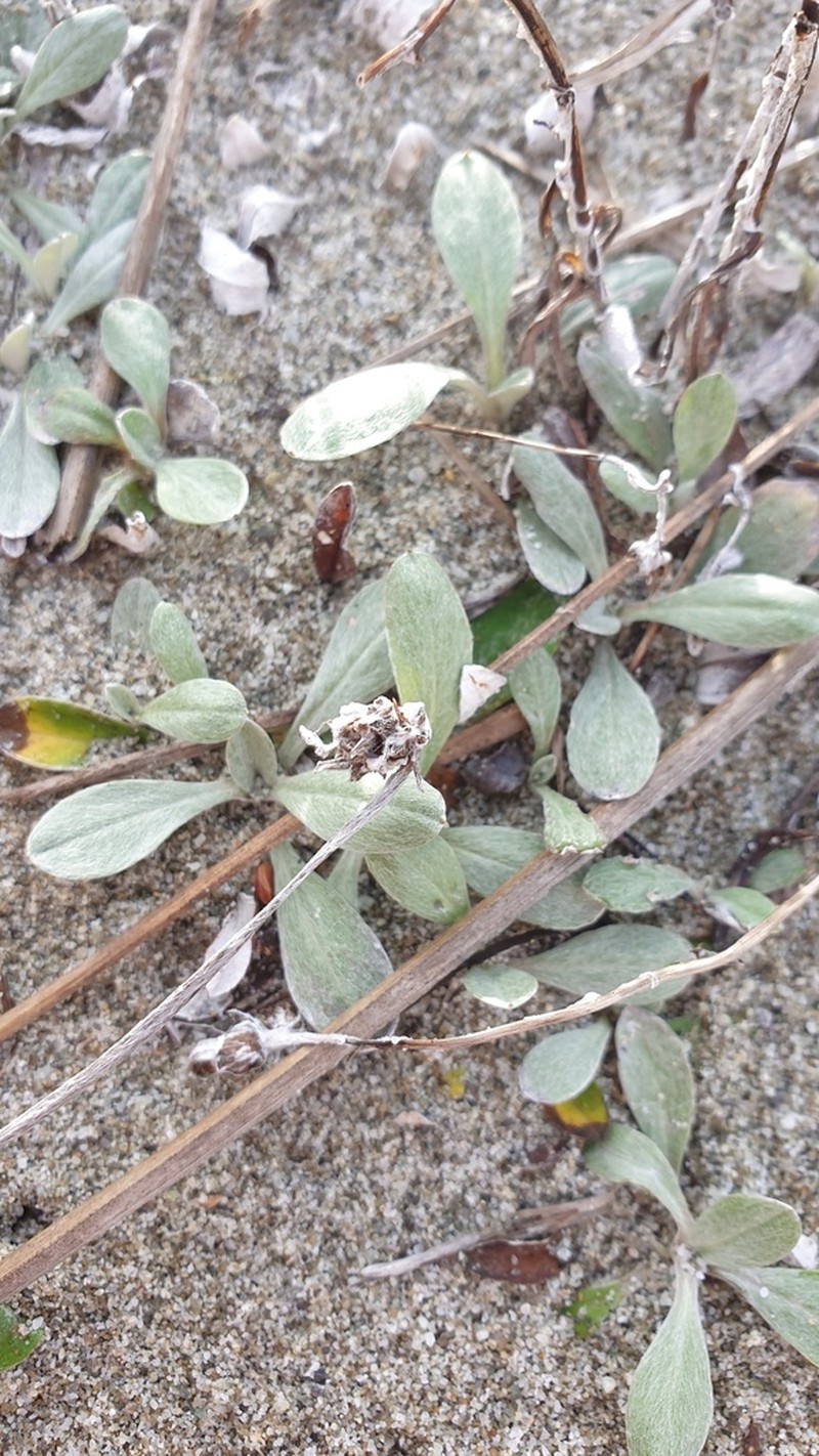 Euchiton audax photo 5