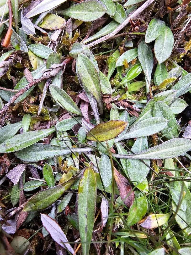 Euchiton audax photo 6