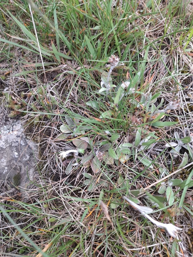 Euchiton audax photo 7