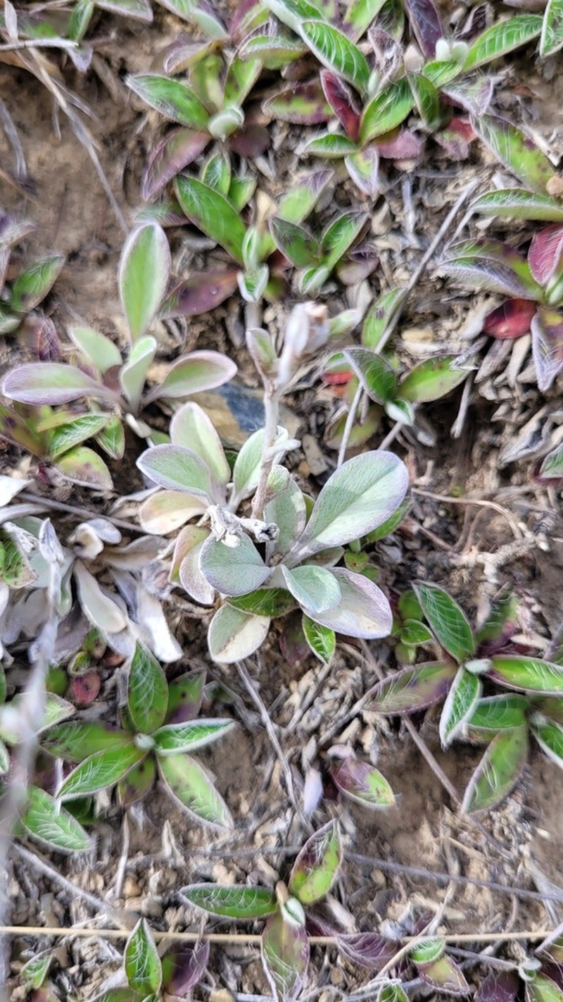 Euchiton audax photo 8