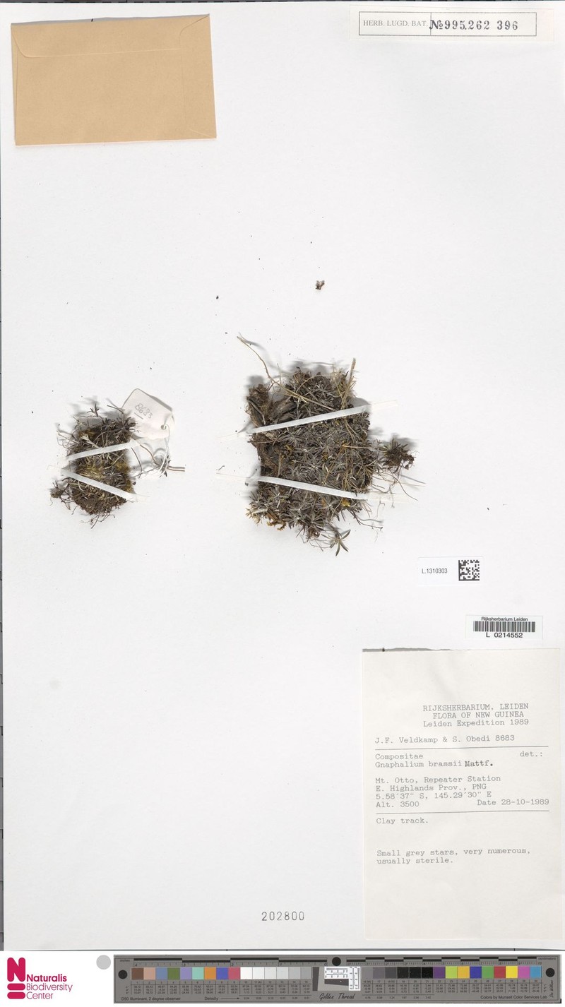 Euchiton brassii