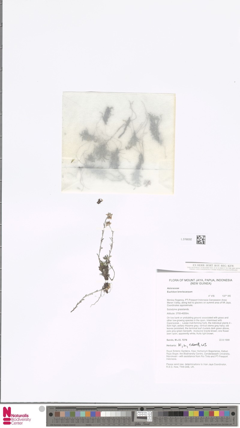 Euchiton breviscapus photo 3