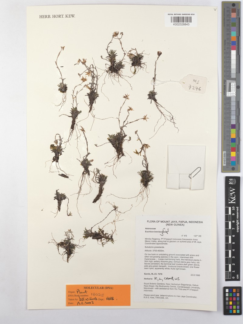 Euchiton breviscapus photo 4