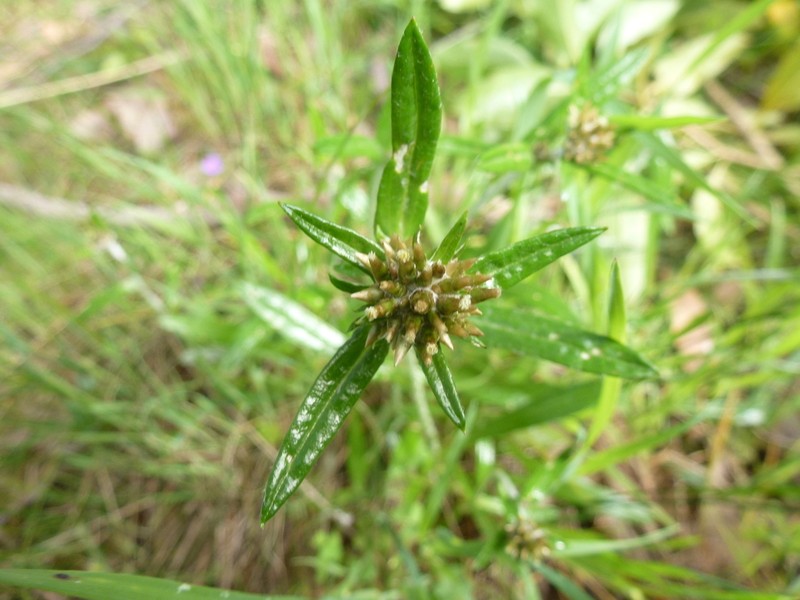 Euchiton collinus photo 2