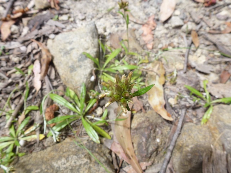 Euchiton collinus photo 7