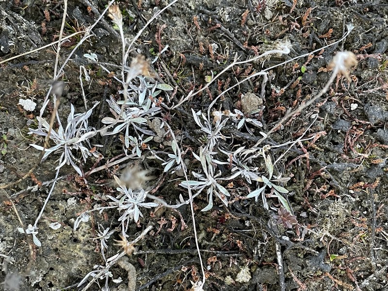 Euchiton delicatus photo 6