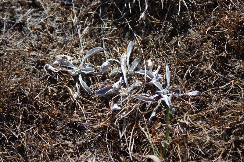 Euchiton delicatus photo 7