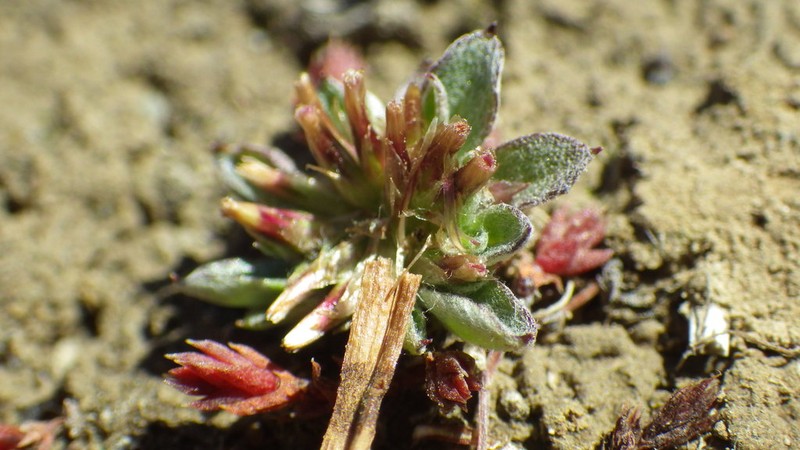 Euchiton ensifer photo 4