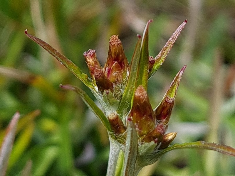 Euchiton ensifer photo 6