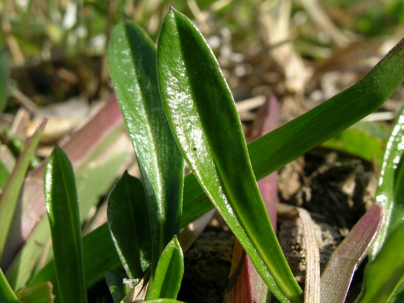 Father-And-Child Plant photo 2