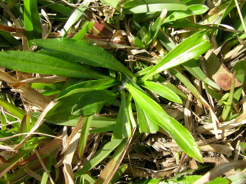 Father-And-Child Plant photo 3