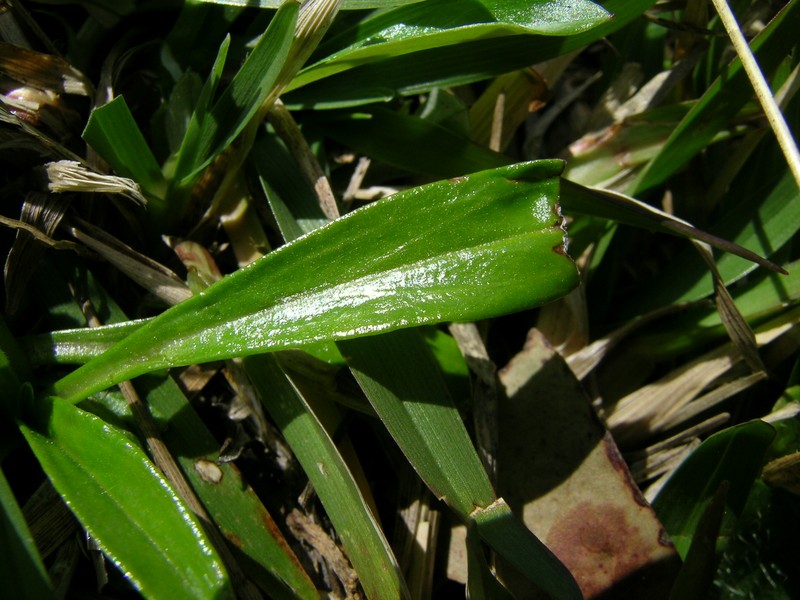 Father-And-Child Plant photo 4