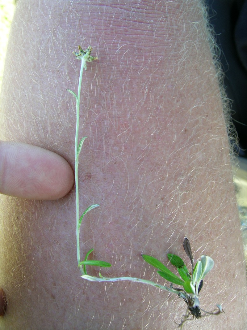 Father-And-Child Plant photo 5