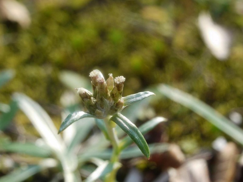 Father-And-Child Plant