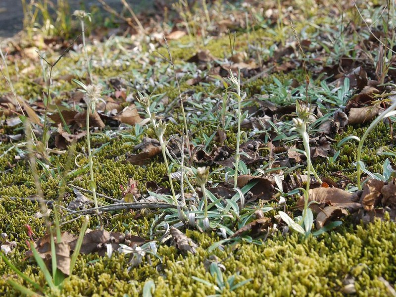 Father-And-Child Plant photo 6