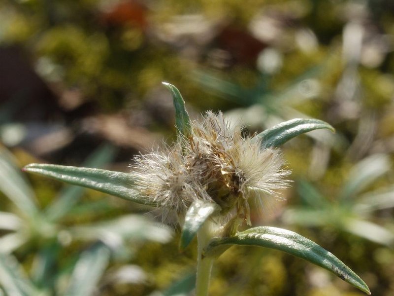 Father-And-Child Plant photo 7