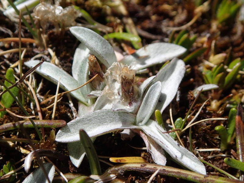Euchiton lateralis