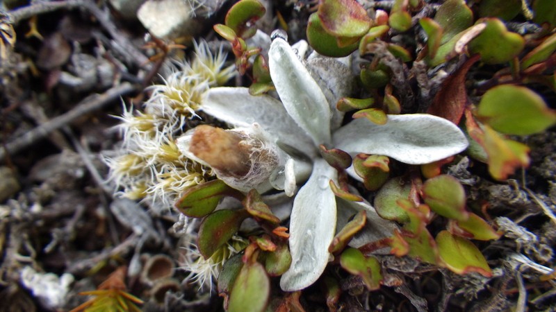 Euchiton lateralis photo 2