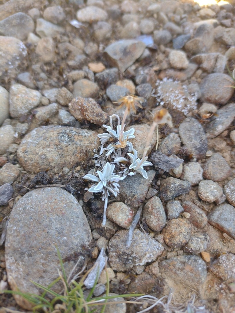 Euchiton lateralis photo 6