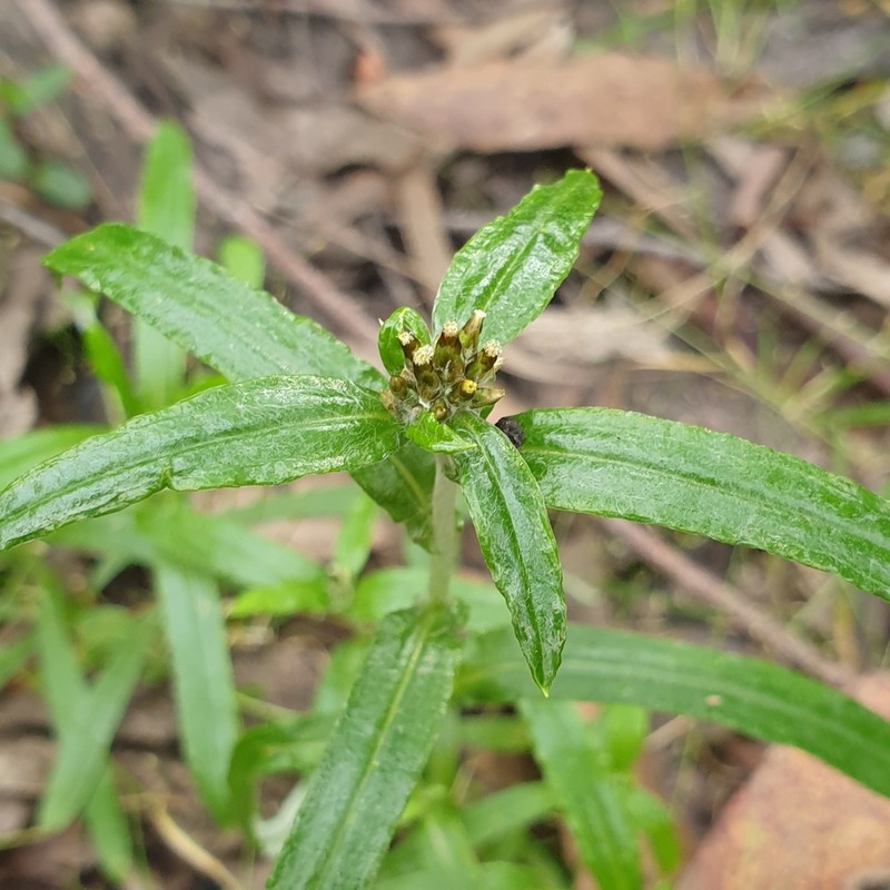 Euchiton limosus