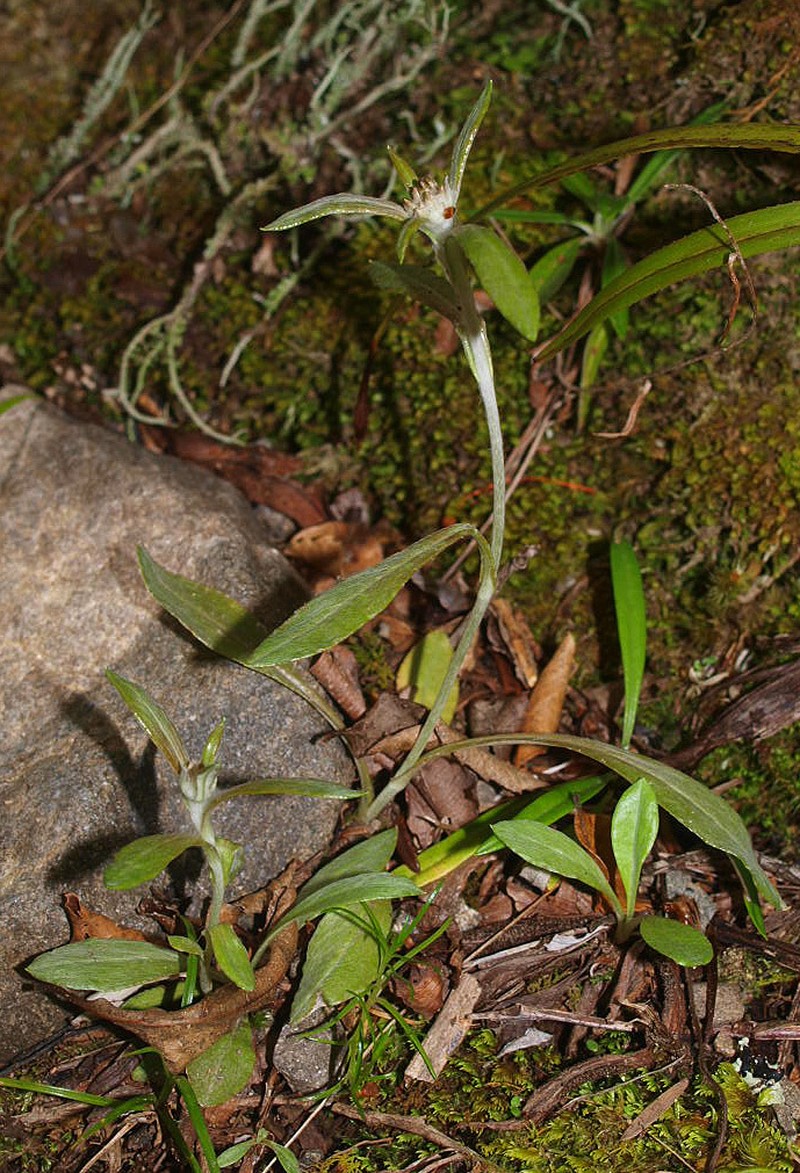 Euchiton limosus photo 5