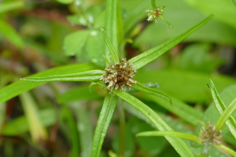 Euchiton limosus photo 8