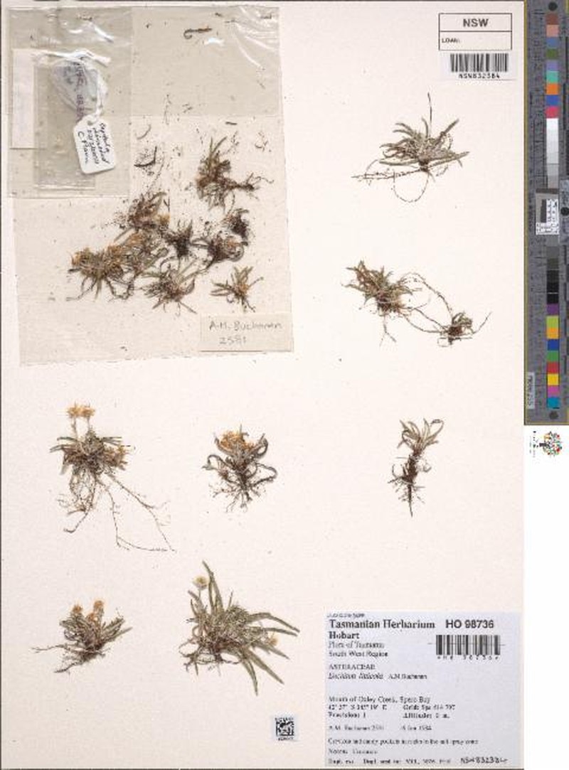 Euchiton litticola photo 8