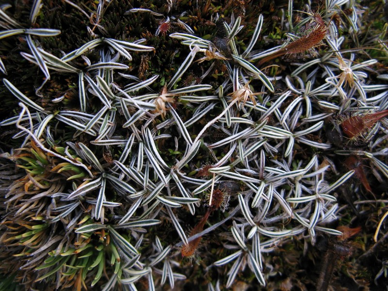 Euchiton paludosus