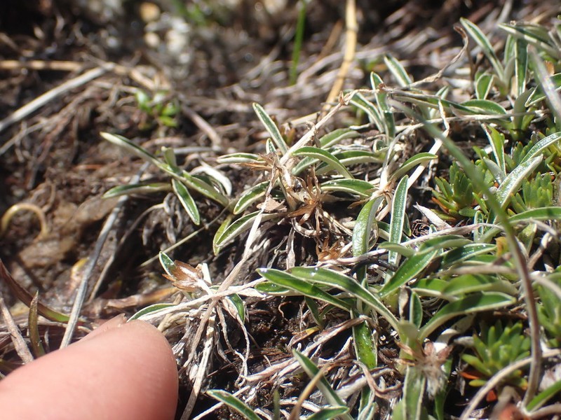 Euchiton paludosus photo 6